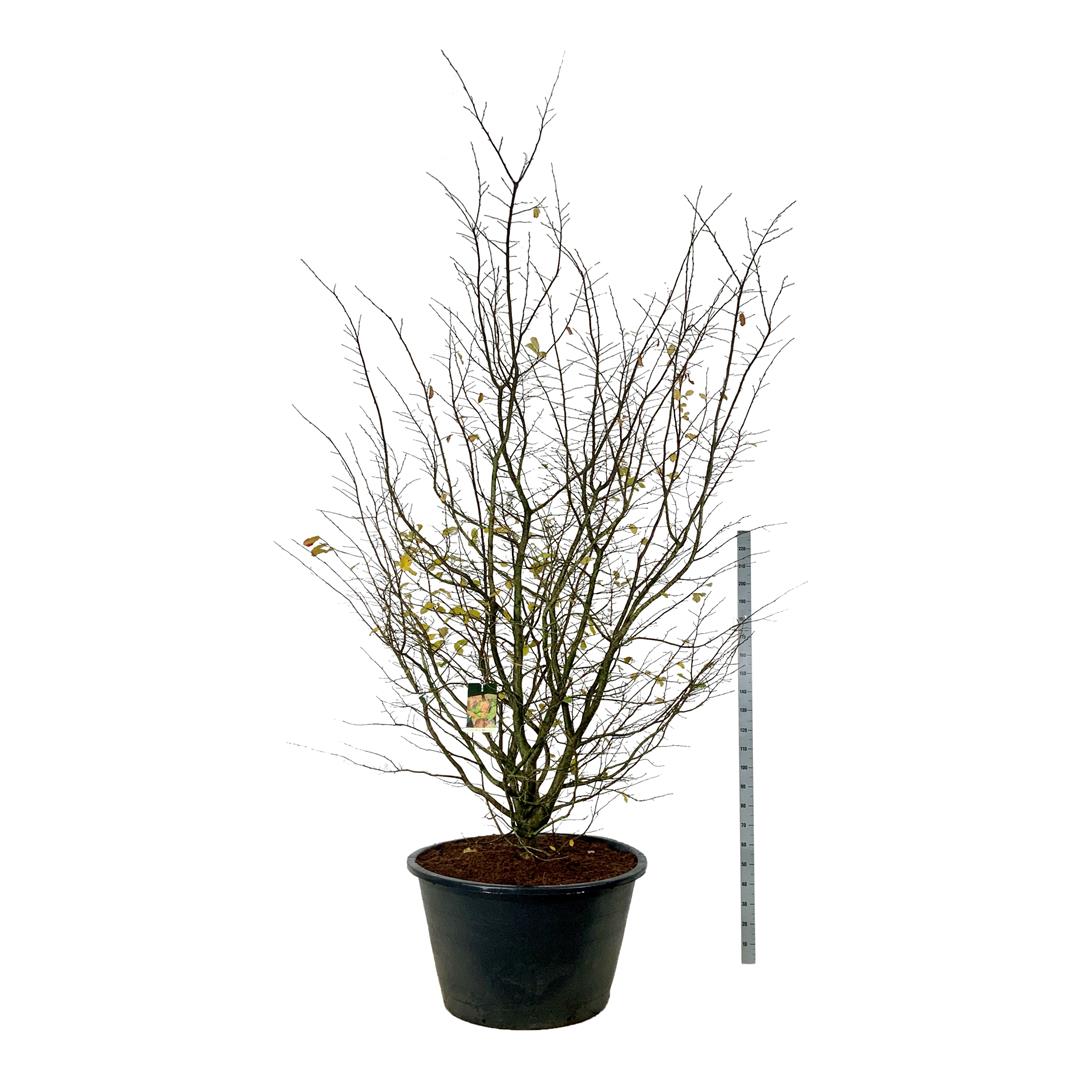 Persiskt järnträd persica - C500 300-350 CM SOL