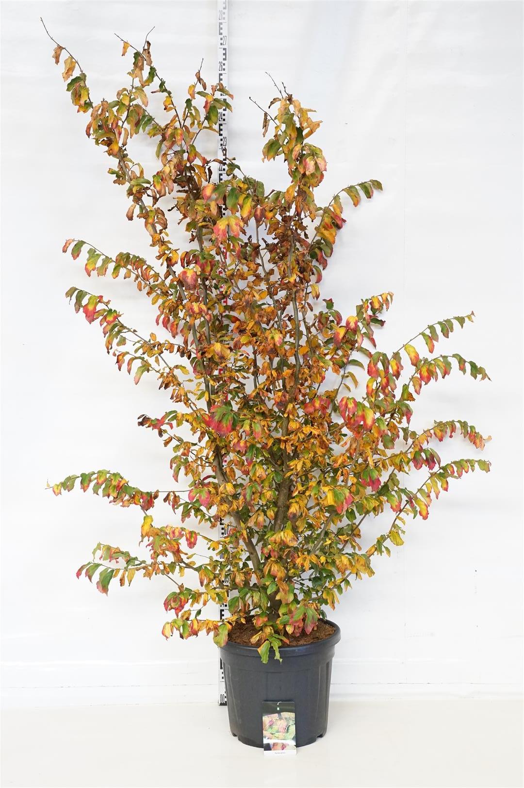 Persiskt järnträd persica - C55 175-200CM EXTRA