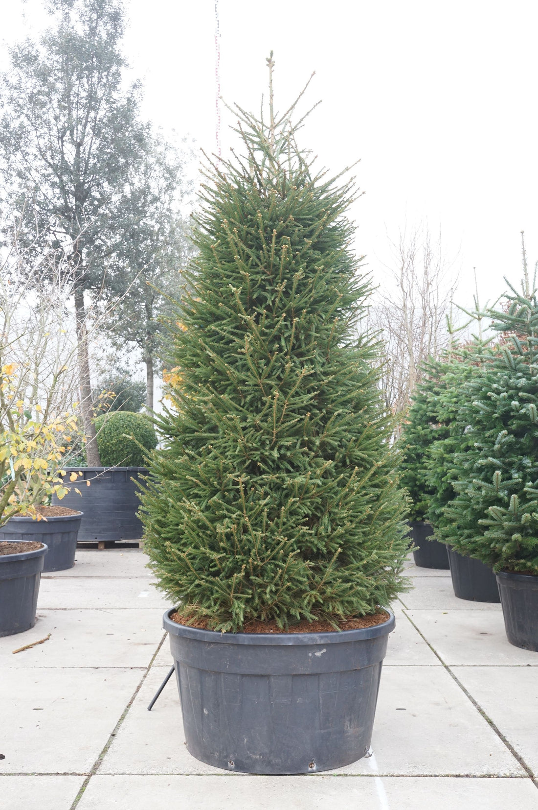 Picea abies C2 (2 liters kruka) / 17 cm kruka 60-80 cm