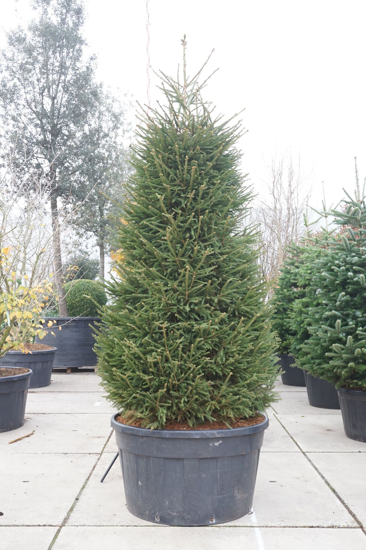 Picea abies C2 (2 liters kruka) / 17 cm kruka 60-80 cm