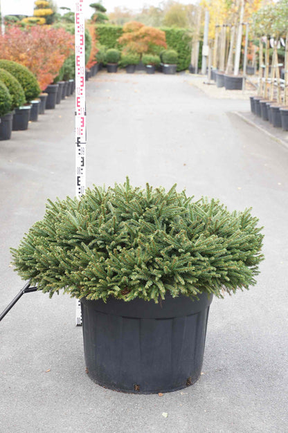 Picea abies &