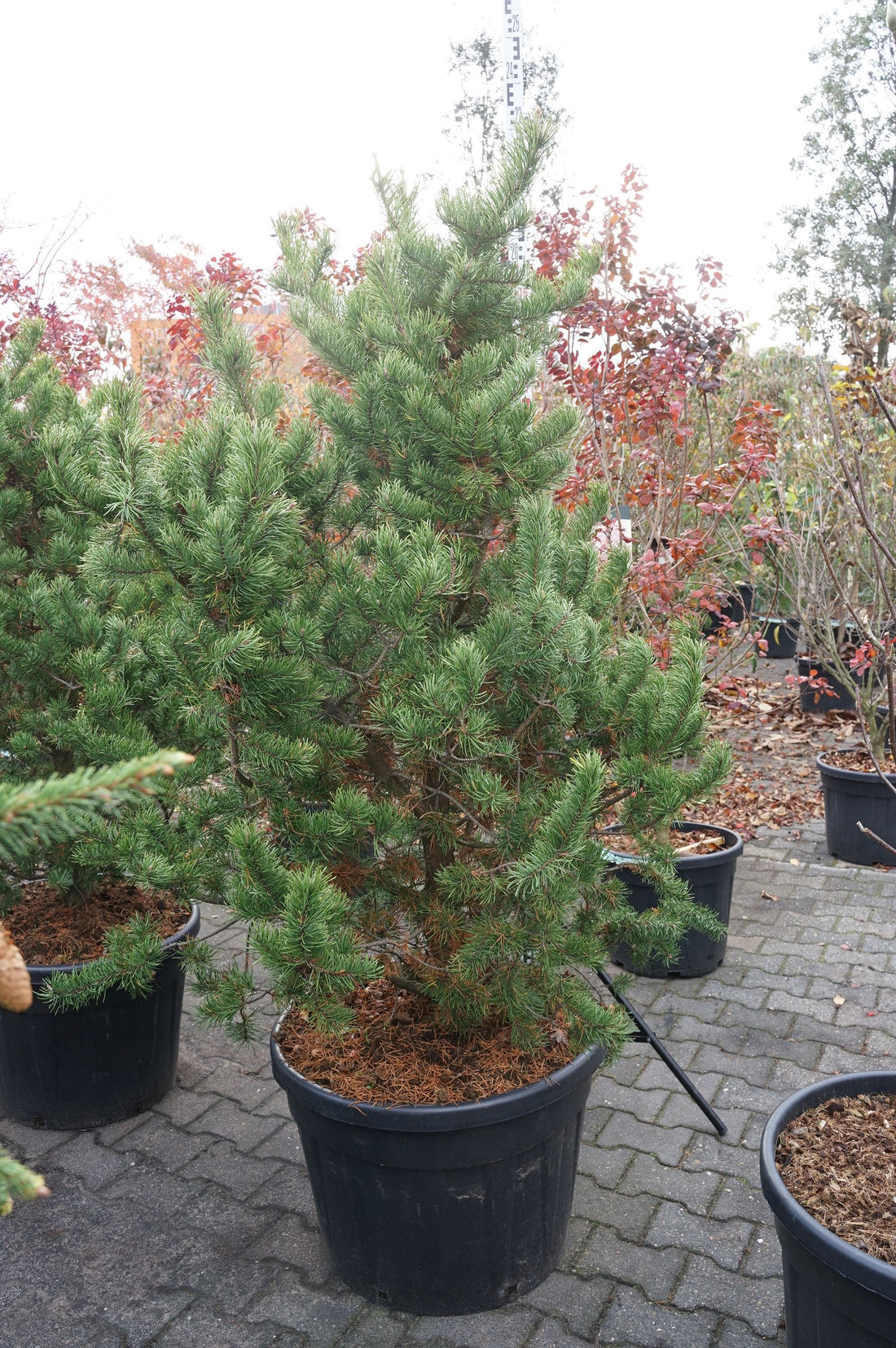 Pinus banksiana C90 (90 liters kruka) 100-125 cm EXTRA