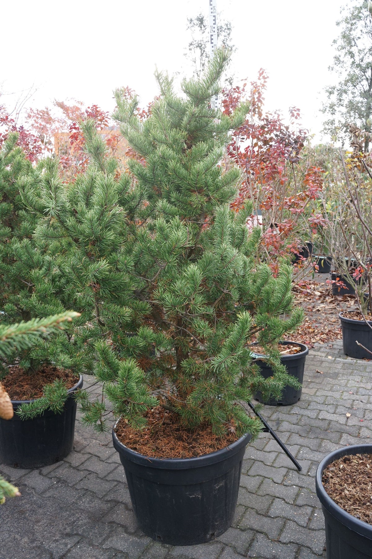 Pinus banksiana C90 (90 liters kruka) 100-125 cm EXTRA