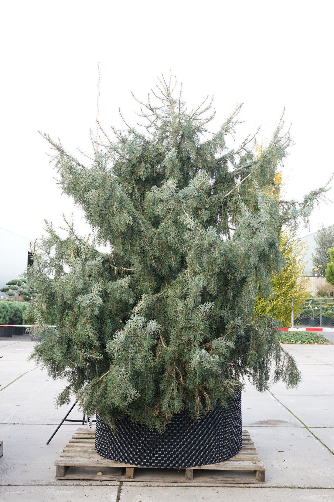 Picea breweriana C10 (10 liters kruka) 80-100 cm