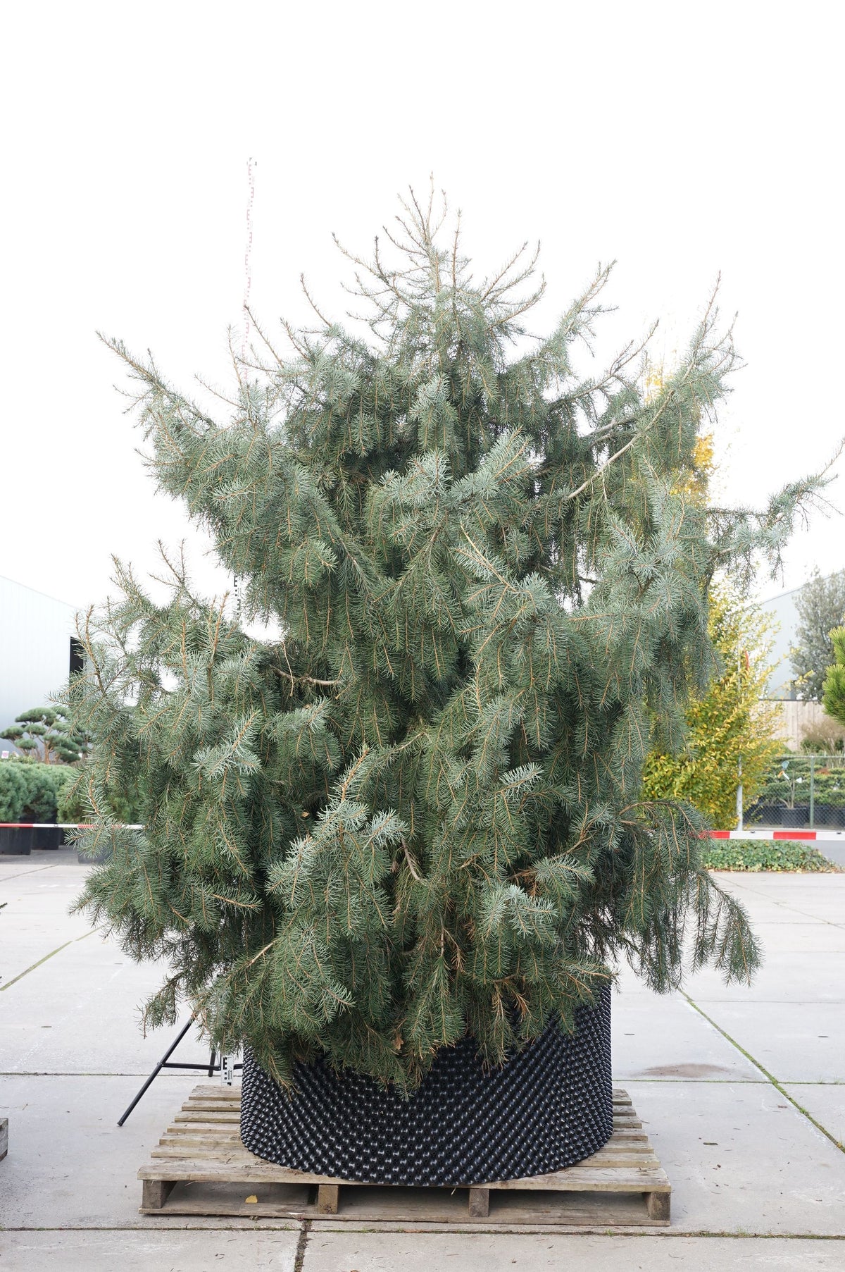 Picea breweriana C10 (10 liters kruka) 60-80 cm