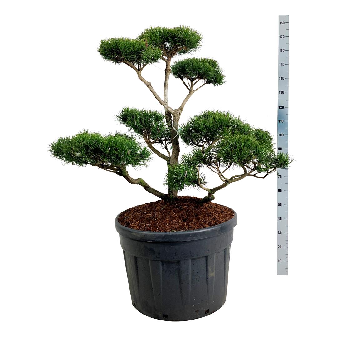 Tall contorta - BONSAI 100-125 C180