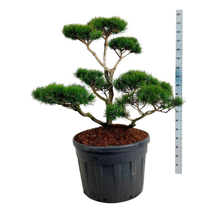Pinus contorta Bonsai 100-125 cm C180 (180 liters kruka)