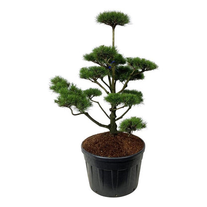 Pinus contorta Bonsai 125-150 cm C18 (18 liters kruka)