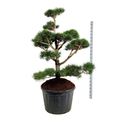 Pinus contorta Bonsai 150-175 cm C230 (230 liters kruka)