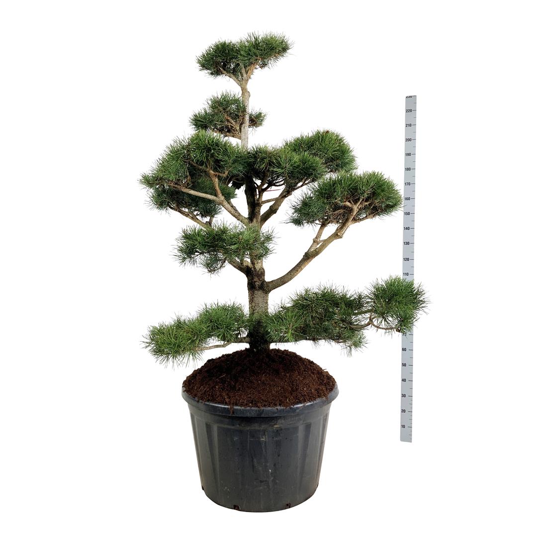 Pinus contorta Bonsai 200-225 cm C285 (285 liters kruka)