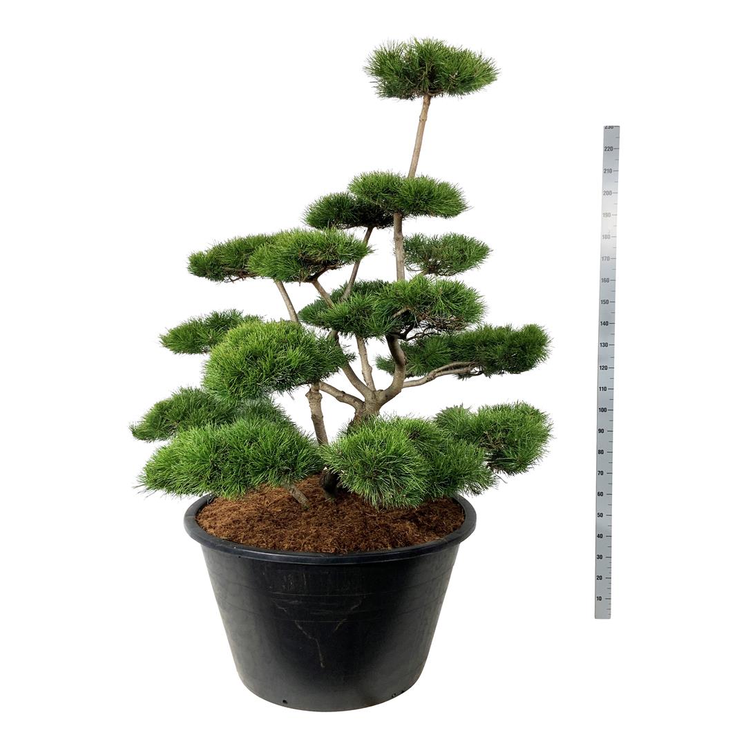 Tall contorta - BONSAI 150-175 C500