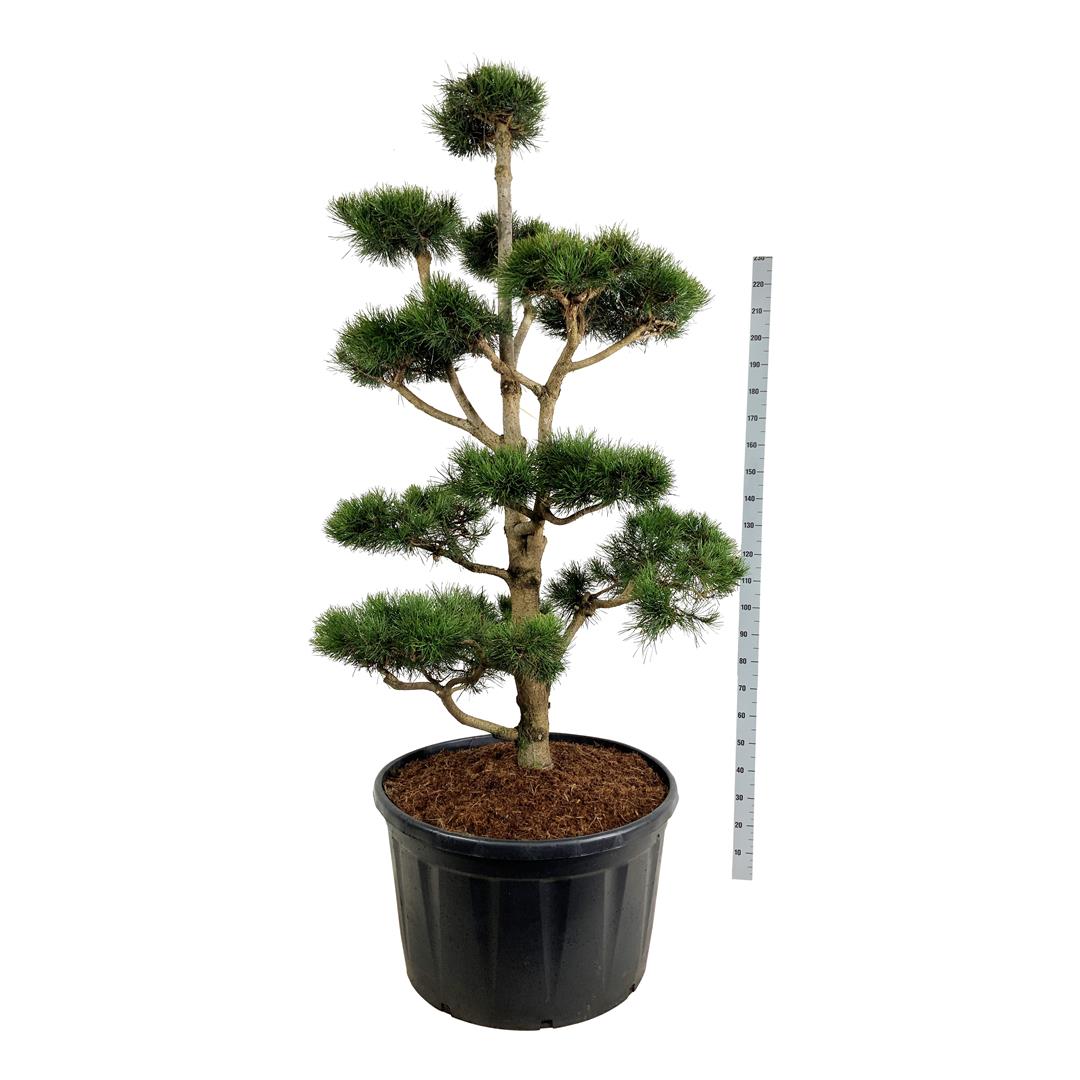 Tall contorta - BONSAI 175-200 C285