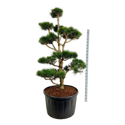 Pinus contorta Bonsai 175-200 cm C285 (285 liters kruka)