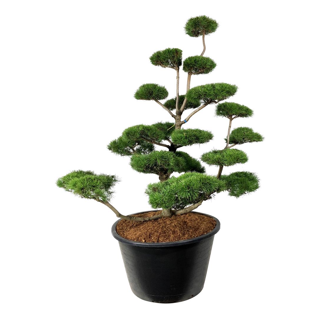Tall contorta - BONSAI 175-200 C500