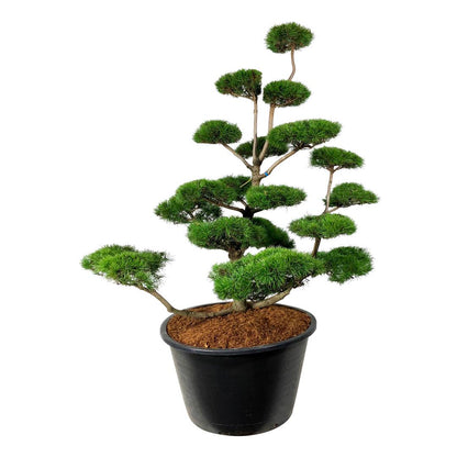Pinus contorta BONSAI 175-200 cm C500 (500 liters kruka)