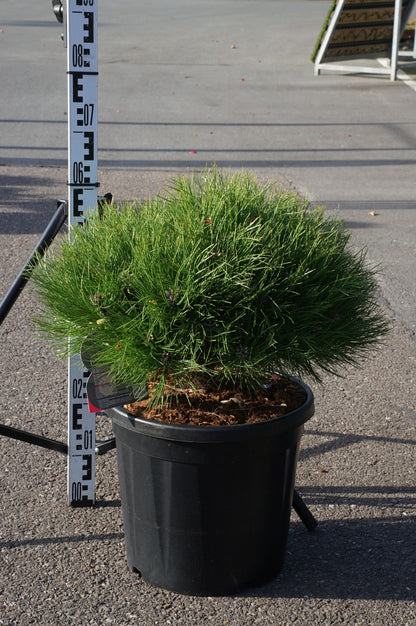Pinus &