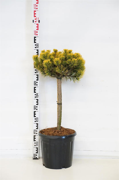 Pinus mugo &