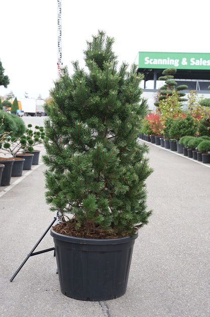 Pinus mugo &