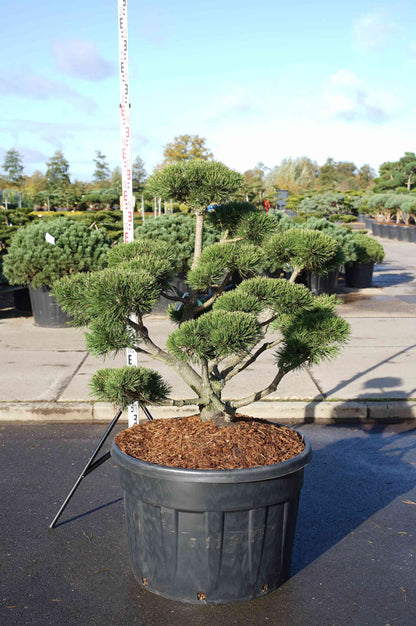 Pinus mugo &
