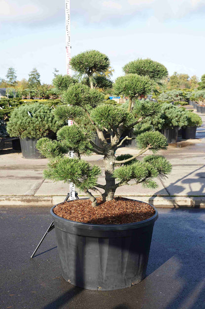 Pinus mugo &