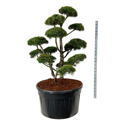 Pinus mugo &