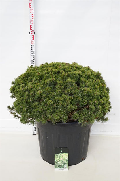 Pinus mugo &
