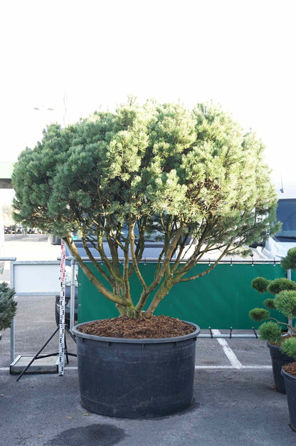 Pinus mugo &