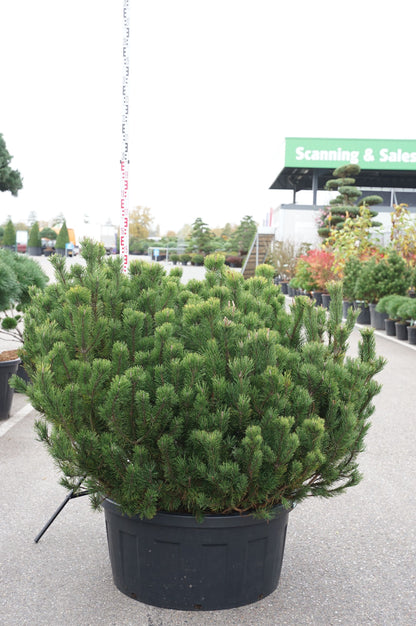 Pinus mugo mugo 125-150 cm C240 (240 liters kruka) Solitär