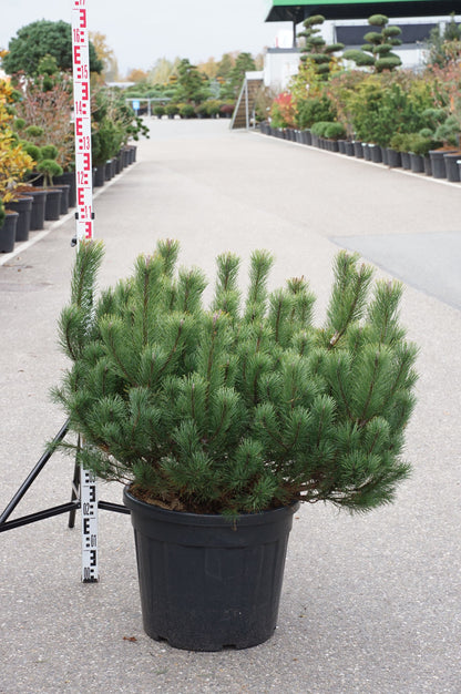 Pinus mugo mugo C55 (55 liters kruka) 80-100 cm EXTRA