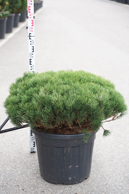 Dvärgbergtall - Pinus mugo pumilio C55 (55 liters kruka) 70-80 cm
