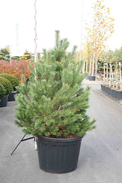 Pinus m. &
