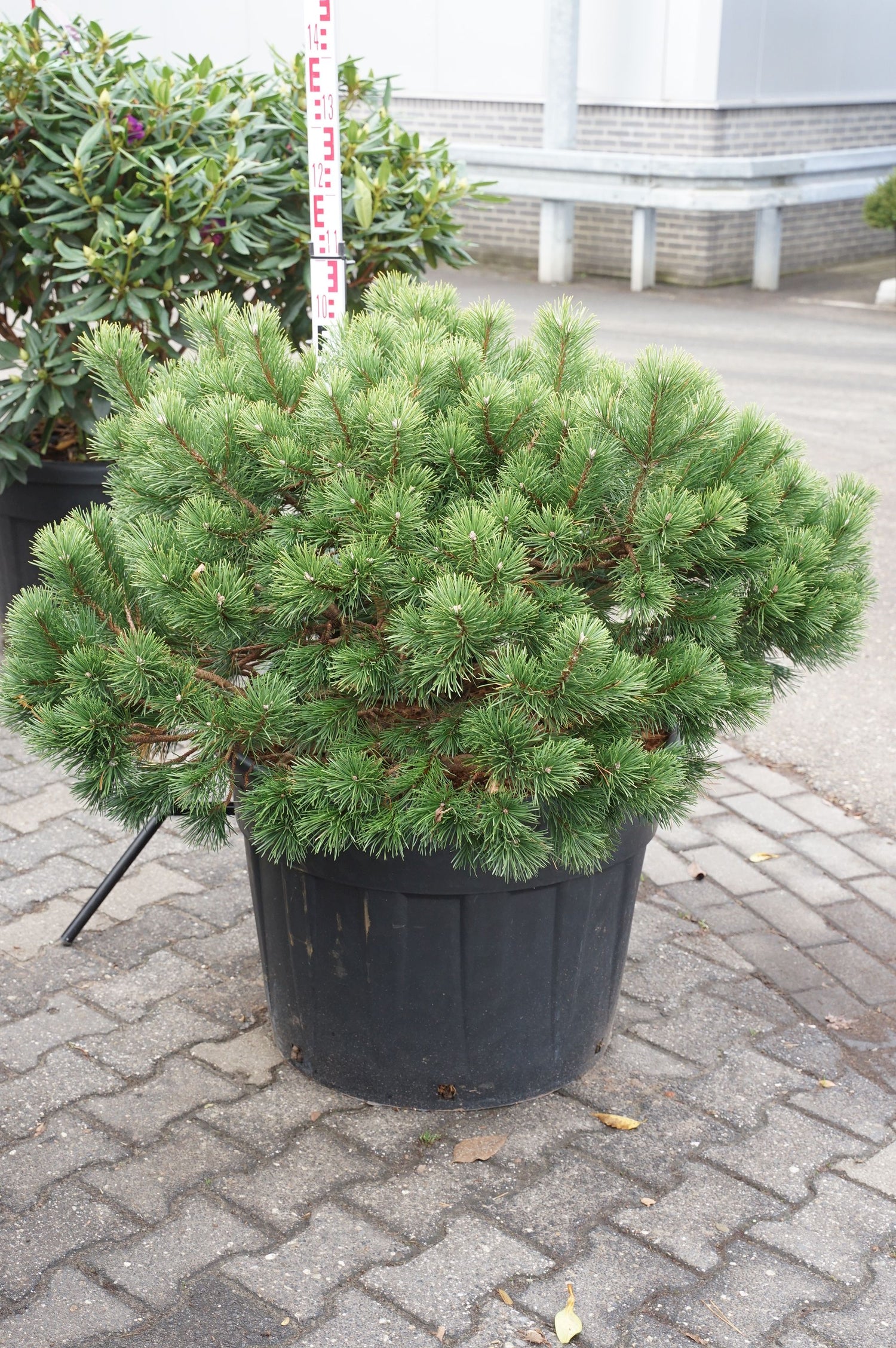 Tall mugo - C130 80-100 CM SOLITAIR