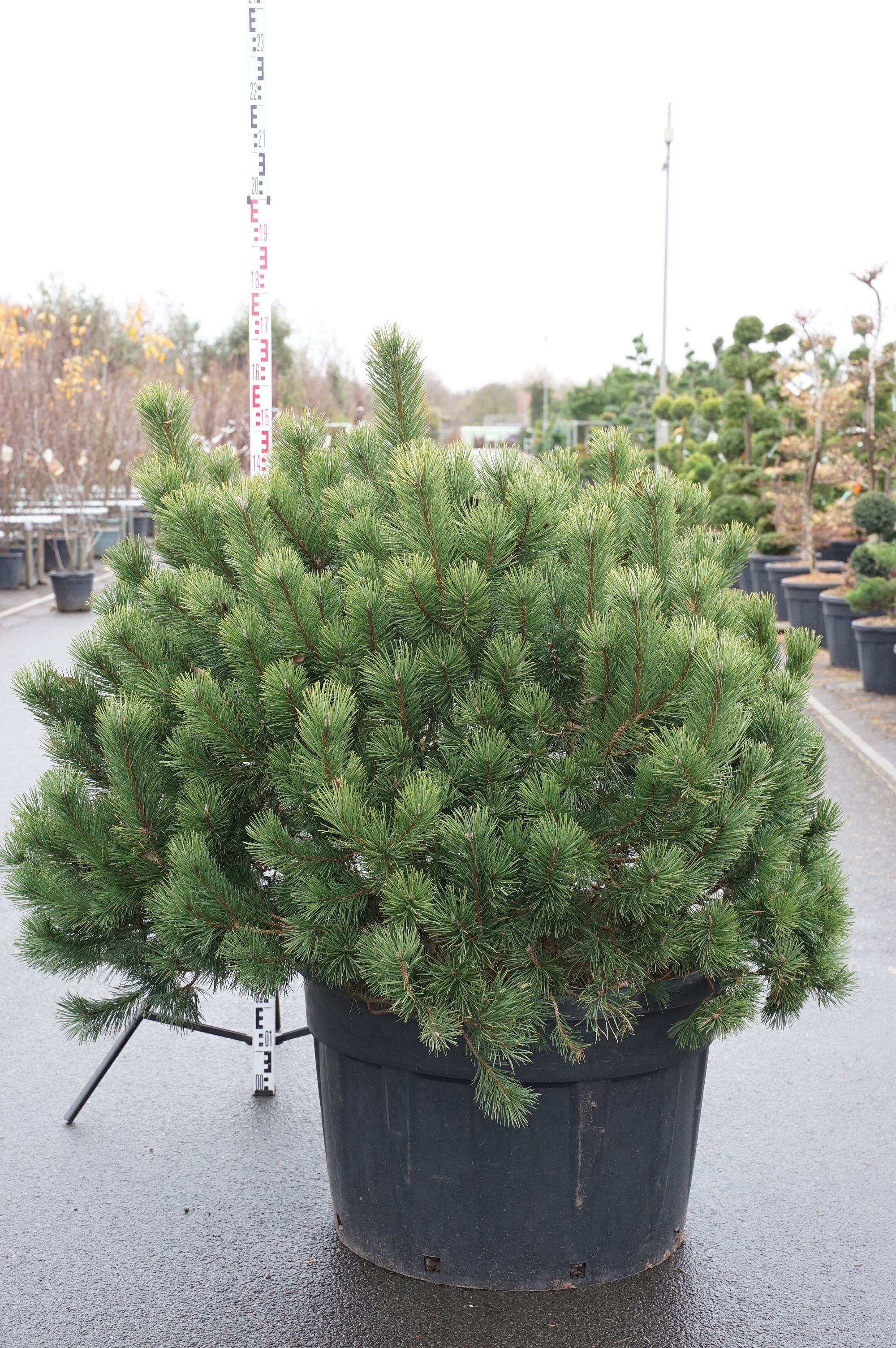 Tall mugo - C230 125-150 CM SOL