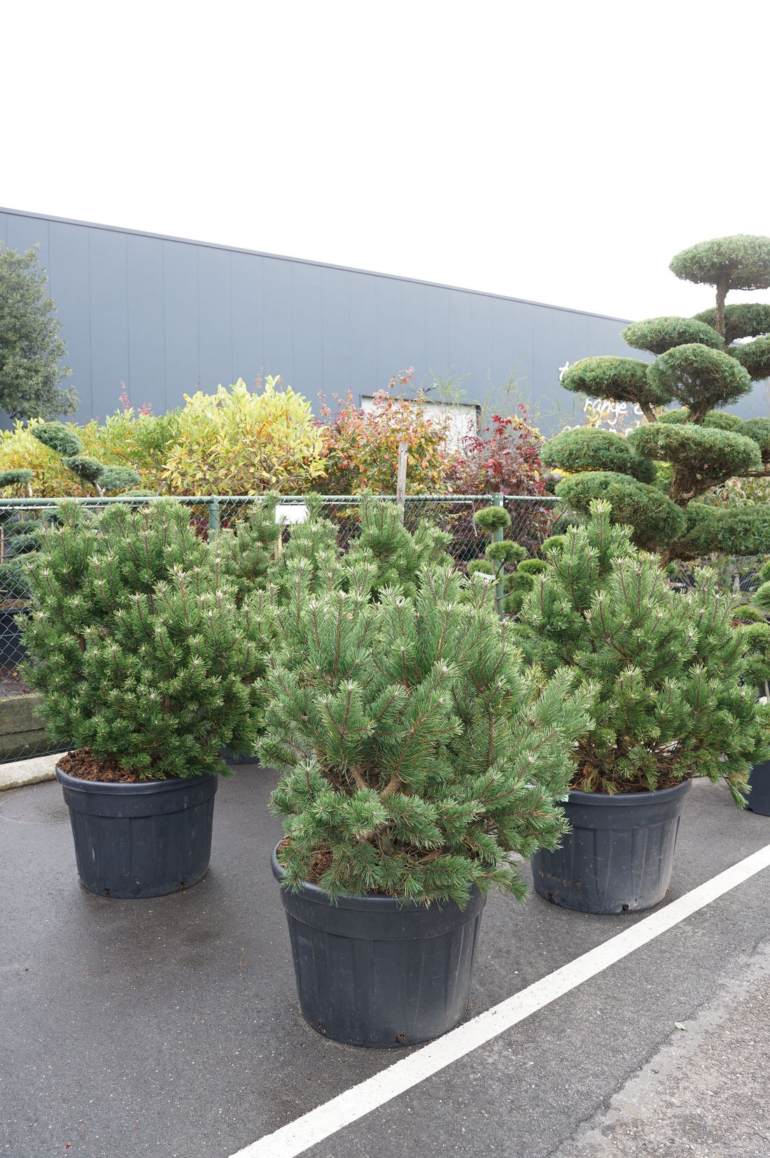 Tall mugo uncinata - BONSAI 60-80 CM C50