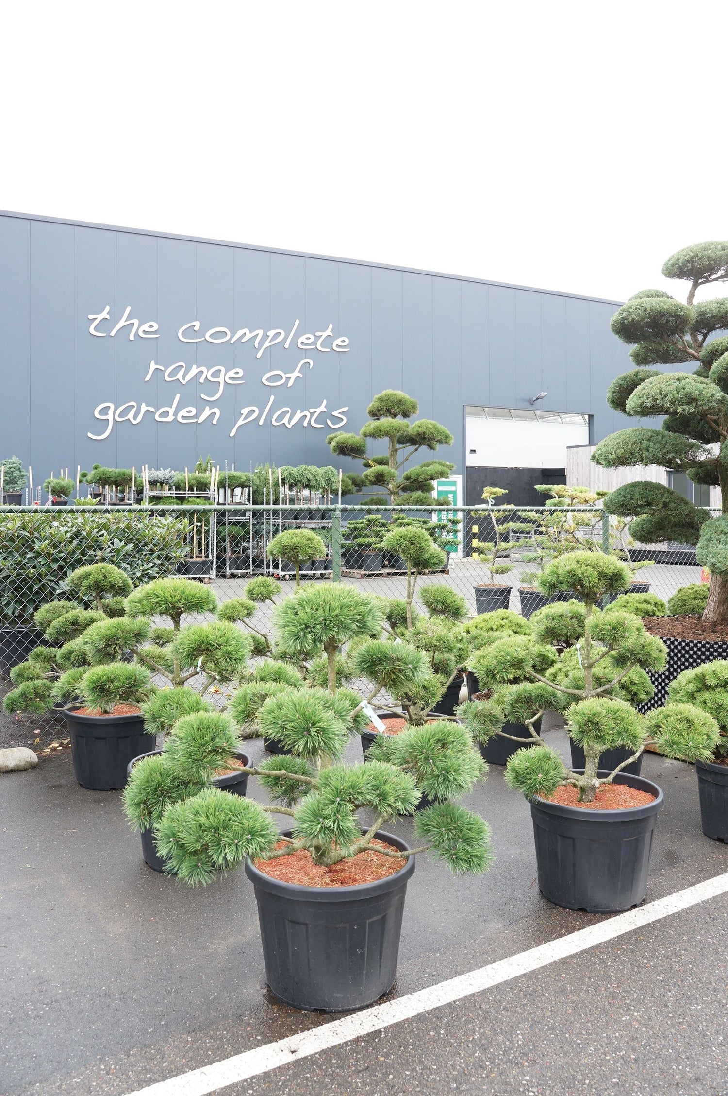 Tall mugo uncinata - BONSAI 80-100CM C70
