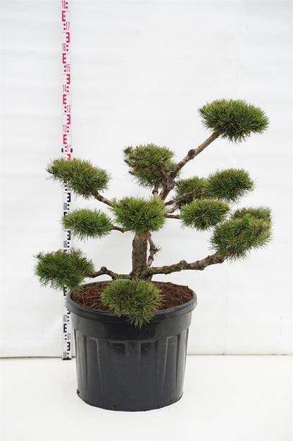 Pinus mugo uncinata Bonsai 100-125 cm C110 (110 liters kruka)
