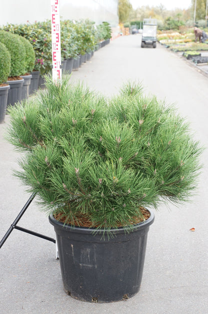Pinus nigra &
