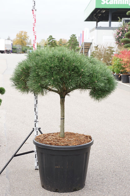 Pinus nigra &