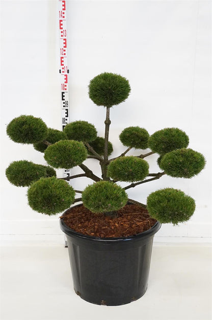Pinus nigra &