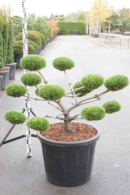 Pinus nigra &