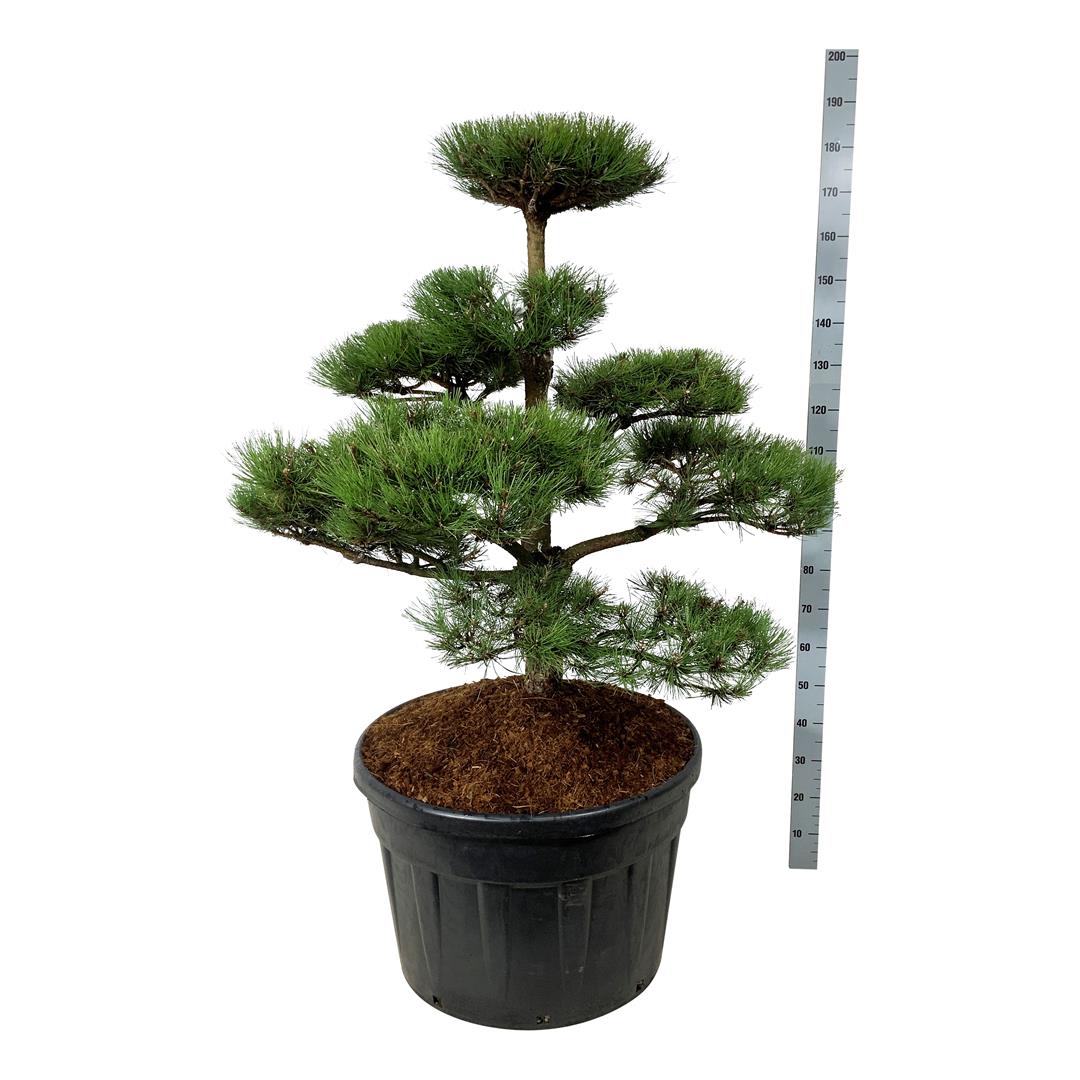 Tall nigra nigra - BONSAI 100-125 C180