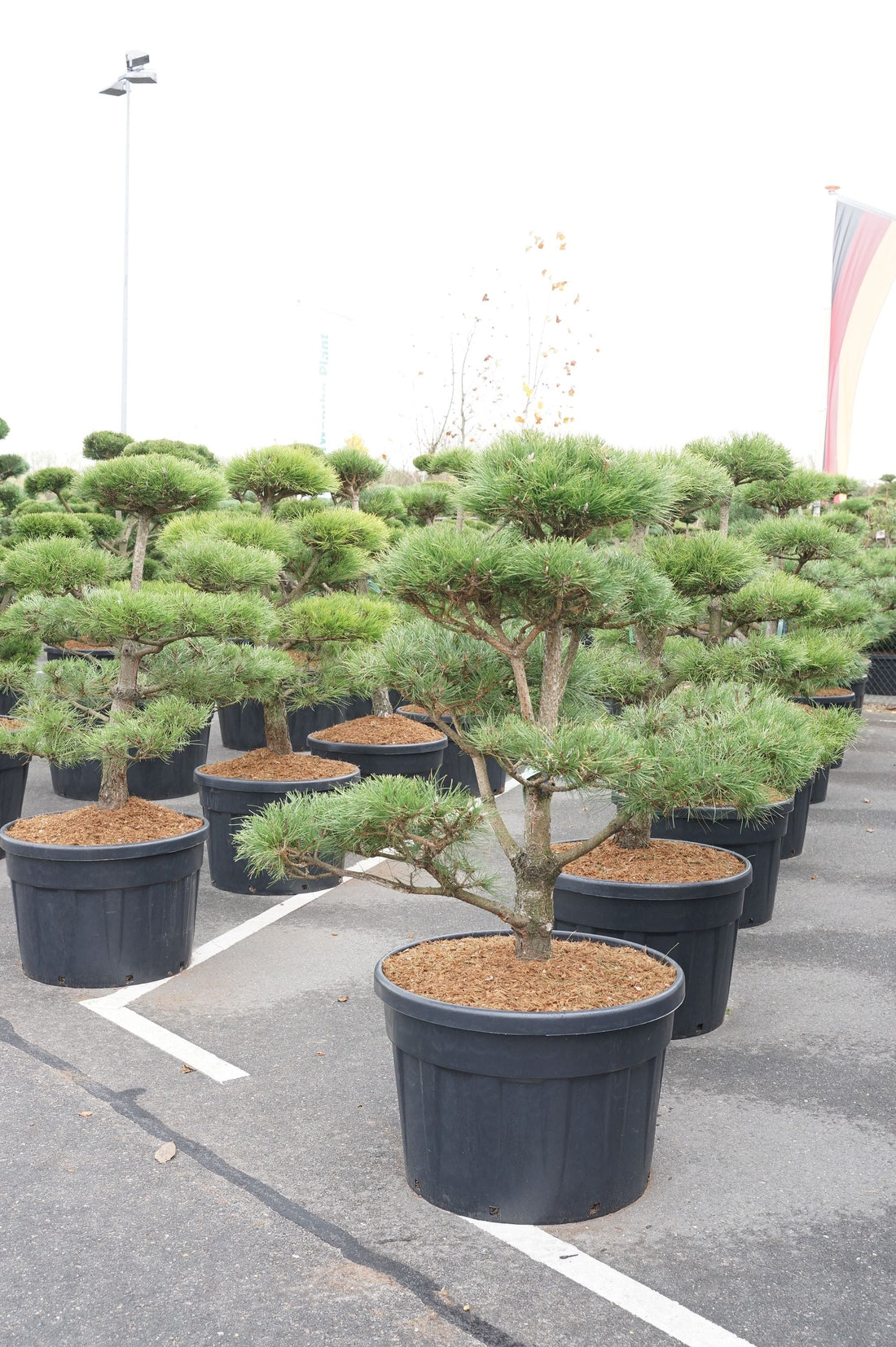 Tall nigra nigra - BONSAI 125-150 C18