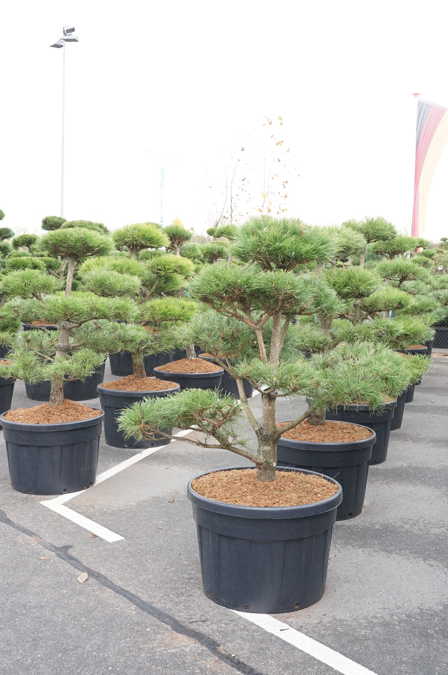Tall nigra nigra - BONSAI 125-150 C18
