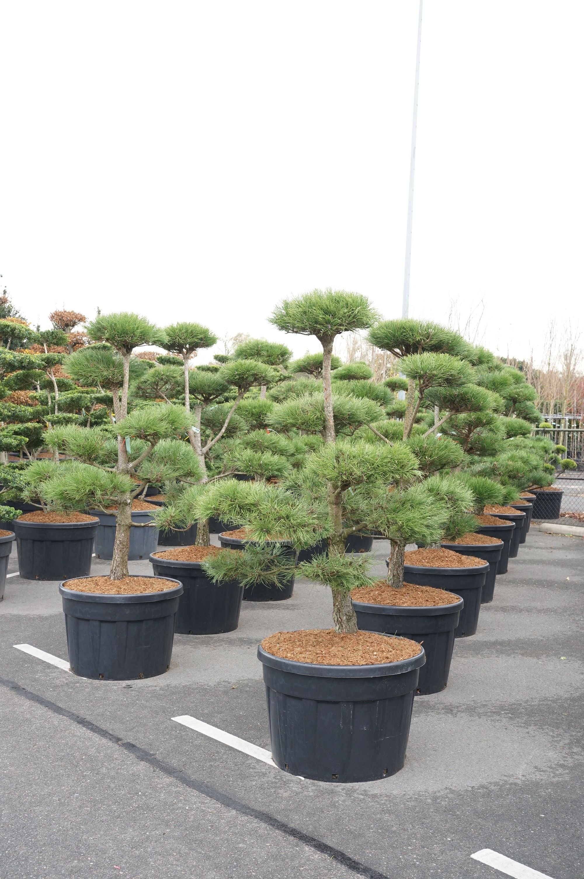 Tall nigra nigra - BONSAI 150-175 C180