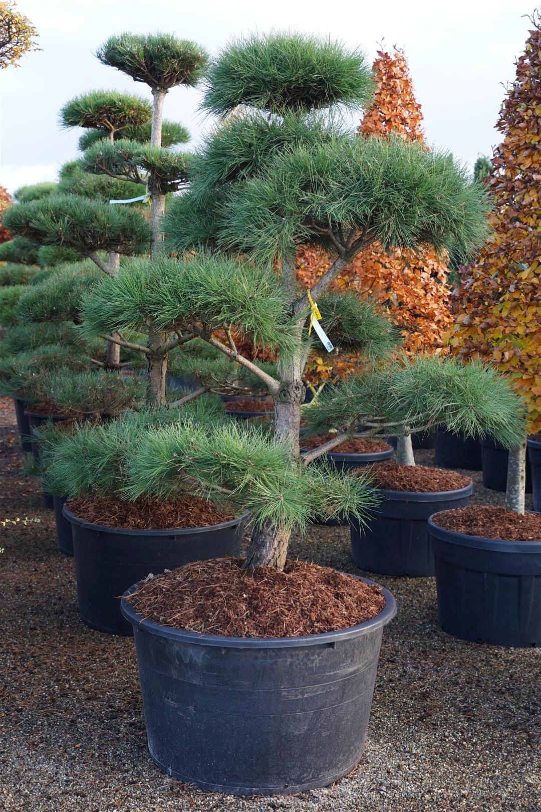 Tall nigra nigra - BONSAI 175-200 C285