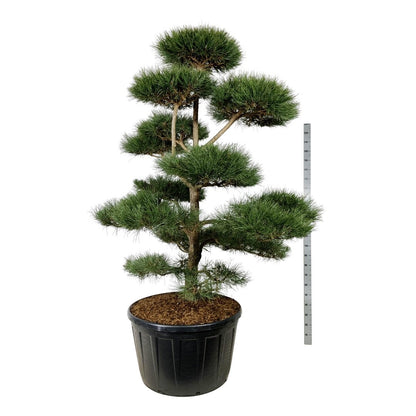 Pinus nigra nigra BONSAI 200-225 cm C285 (285 liters kruka)