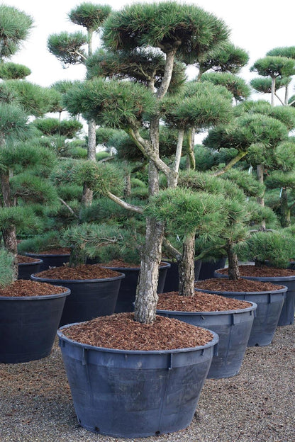Pinus nigra nigra BONSAI 200-225 cm, C500 (500 liters kruka)