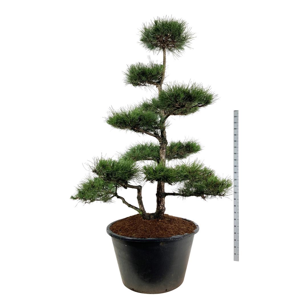 Tall nigra nigra - BONSAI 225-250 C500
