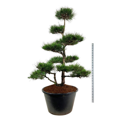 Pinus nigra nigra BONSAI 225-250 cm C500 (500 liters kruka)