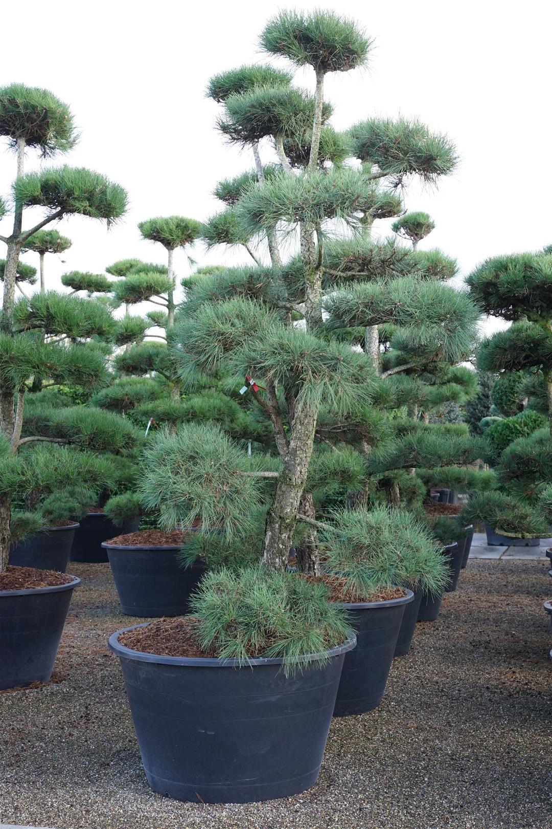 Tall nigra nigra - BONSAI 250-300 C500